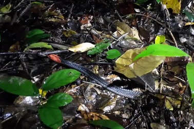 Cận cảnh một cá thể rắn cạp nia đầu đỏ trong rừng tại Thái Lan