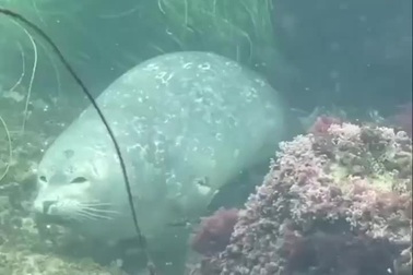 Kiểu ngủ "bỏ mặc sự đời" của hải cẩu