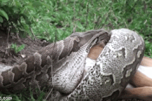 Kinh hãi cảnh trăn dài 6 mét nuốt trọn linh dương