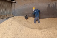 Trung Quốc tìm nguồn đậu nành thay thế Mỹ giữa cuộc chiến thuế quan