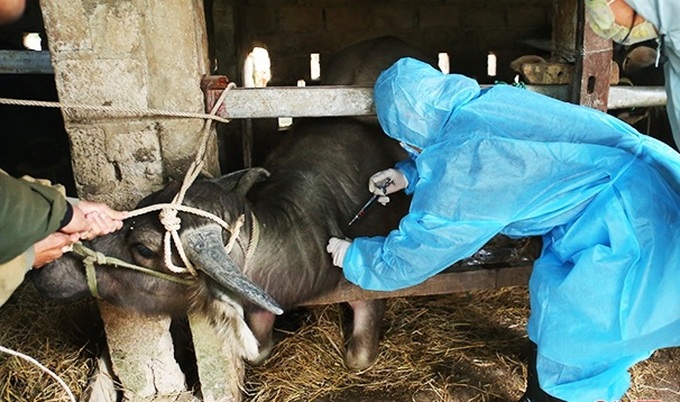 Tirm vaccine viêm da nổi cục trên trâu.