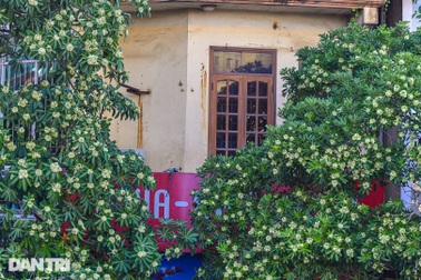 Chuyển chỗ ở, lánh nạn về quê vì ám ảnh mùi hoa sữa Hà Nội