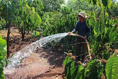 Nông dân vất vả chờ nước tưới cà phê ngày Tết