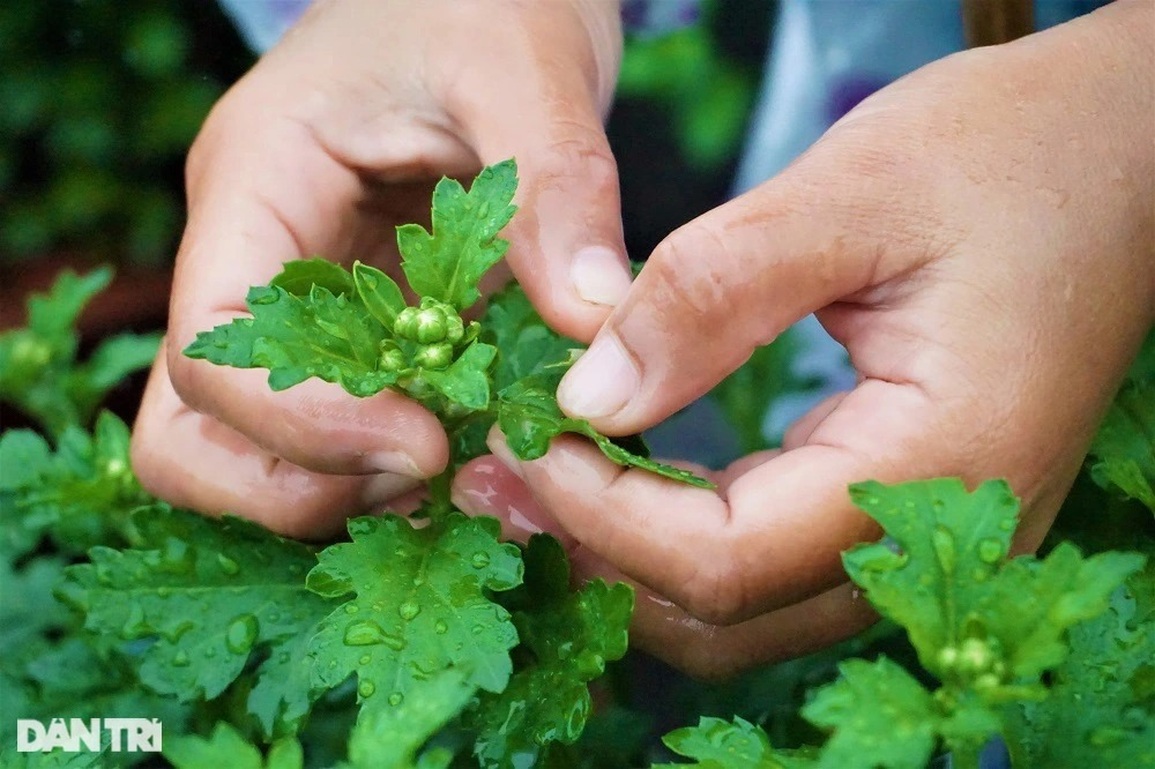 Đội mưa ngắt hoa, bẻ nụ, gom tiền những ngày cận Tết - 3 Đội mưa ngắt hoa, bẻ nụ, gom tiền những ngày cận Tết - 3
