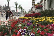 Ấn tượng những đường hoa rực rỡ sắc màu đón Tết ở thành Vinh