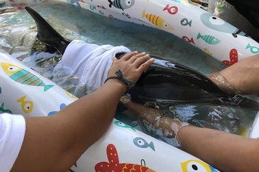 Cá heo dạt vào biển Đà Nẵng được đưa về Viện Hải dương học Nha Trang