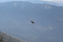 Màn trình diễn ngoạn mục của máy bay chiến đấu F-35 trong chế độ "quái thú"