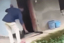 Khoảnh khắc hổ chúa bất ngờ lao thẳng vào mặt chuyên gia bắt rắn