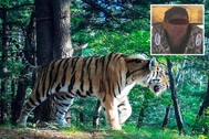 Hổ vồ chết người đàn ông trong rừng