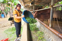 Phụ nữ bản Mường chung tay xóa bất bình đẳng giới, vươn lên thoát nghèo