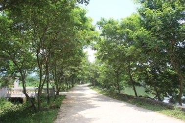 Mộng làm tỷ phú, dân Tam Đảo bỏ vải, ồ ạt trồng sưa đỏ