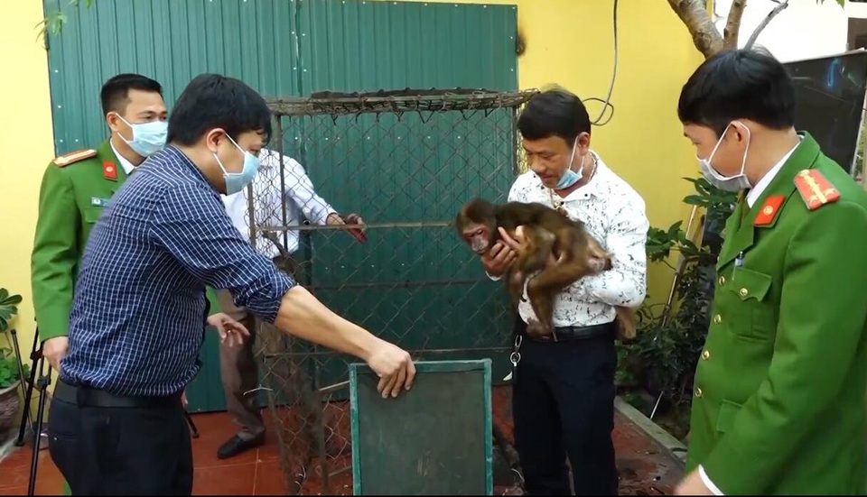 Tự nguyện giao nộp khỉ quý hiếm để thả về tự nhiên - 1 Tự nguyện giao nộp khỉ quý hiếm để thả về tự nhiên - 1