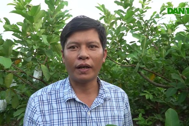 Một xã ở Thanh Hóa thu 50 tỷ đồng mỗi năm nhờ trồng ổi lê