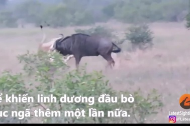 Linh dương đầu bò “lật kèo” phút cuối khi sắp bị sư tử ăn thịt