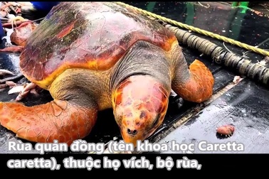 Ngư dân bắt được rùa biển cực quý hiếm khi thả lưới