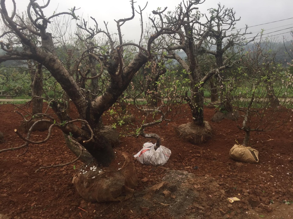 Dịch vụ nhận trồng, chăm sóc đào cảnh sau Tết hút khách - 8