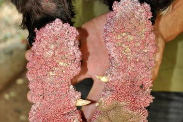 Chiêm ngưỡng gà Đông Tảo có vẩy, móng rồng quý hiếm