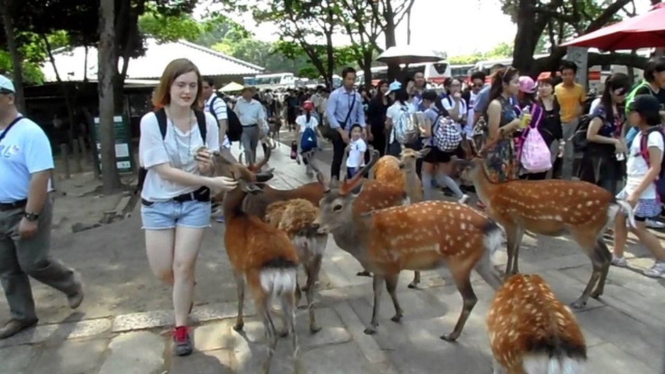 Hai con nai vào cửa hàng bánh ngọt, cúi đầu xin đồ ăn - 3 Hai con nai vào cửa hàng bánh ngọt, cúi đầu xin đồ ăn - 3