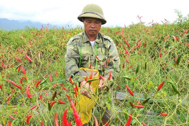 Trồng ớt mong thoát nghèo, nông dân mắc thêm nợ
