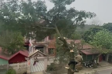 Cưa cây bất cẩn suýt gây họa cho người đi đường