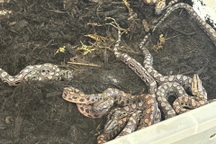 Trăn sống đơn độc 9 năm bất ngờ sinh 14 con