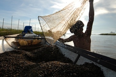 Chùm ảnh: Cào hến trên phá Tam Giang