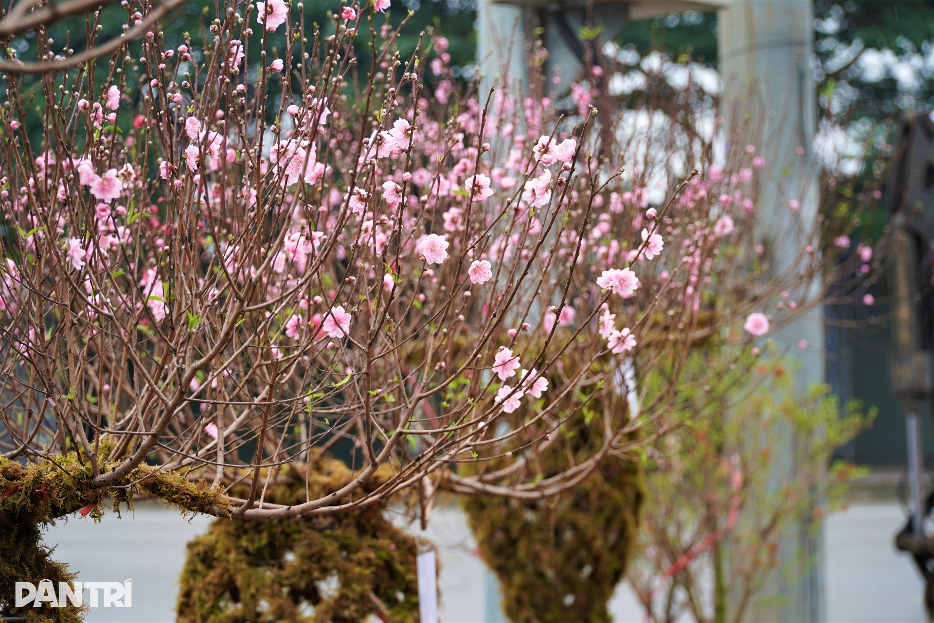 Unikátní váza s broskvovým květem v ceně kolem 10 milionů VND, uvedena na trh u příležitosti Tet Giap Thin 2024 - 7 Đào lộc bình độc lạ giá trên dưới 10 triệu đồng ra mắt Tết Giáp Thìn 2024 - 7