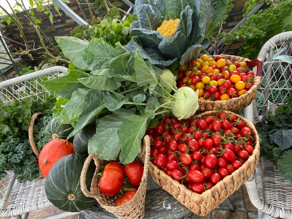 Khu vườn trên mây ở Quảng Nam: Cà chua, bí ngô lúc lỉu trên mái nhà - 1 Khu vườn trên mây ở Quảng Nam: Cà chua, bí ngô lúc lỉu trên mái nhà - 1