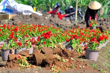 Hàng ngàn chậu hoa Tết bị nhổ bật gốc trong đêm