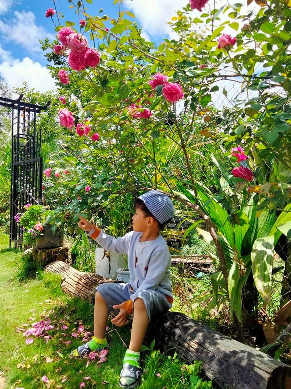 Lạc chân vào vườn 7000m2 ngập rau, hoa hồng của vợ chồng người Lâm Đồng - 1 Lạc chân vào vườn 7000m2 ngập rau, hoa hồng của vợ chồng người Lâm Đồng - 1