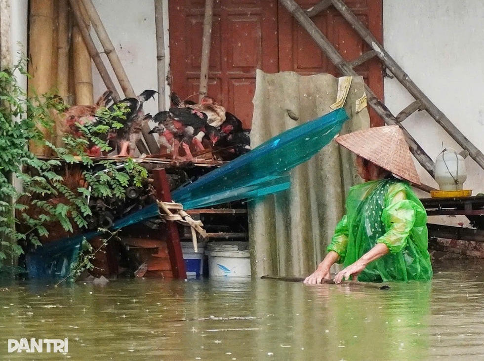 Hà Nội: Nước ngập đến cổ, lão nông mất trắng 2 ao cá, đàn trâu gặp nguy - 6 Hà Nội: Nước ngập đến cổ, lão nông mất trắng 2 ao cá, đàn trâu gặp nguy - 6