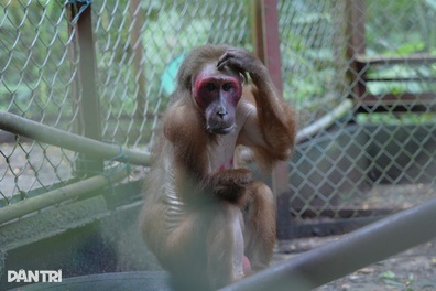 Khỉ cụt tay, vượn quý hiếm tìm lại sự sống tại “ngôi nhà” giữa khu rừng nhỏ