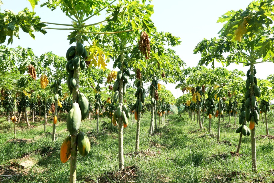 Đu đủ chín vàng cây, giá rớt thảm hại vì dịch Covid-19 - 1 Đu đủ chín vàng cây, giá rớt thảm hại vì dịch Covid-19 - 1