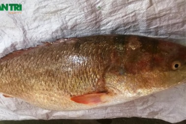 Vì sao cá sủ vàng Việt Nam có giá tỷ đồng/con?