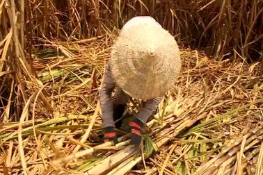 Phú Yên: Nhà máy đường chậm thu mua mía, nông dân thiệt hại nặng