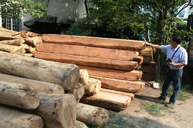 Bắt giữ hàng loạt vụ vận chuyển gỗ lậu quý hiếm 