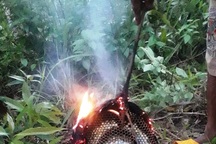 Hai anh em bị ong đốt, 1 người tử vong