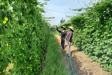 Chị em phụ nữ giúp nhau thoát nghèo từ mô hình tổ hợp tác trồng màu