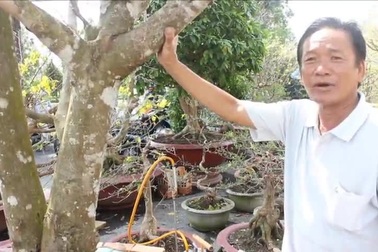 Cây mai vàng cổ thụ giá 200 triệu đồng