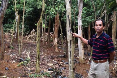 Những vườn sưa tiền tỉ