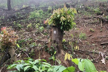 Khởi tố thêm 2 cán bộ huyện liên quan đền bù đất rừng