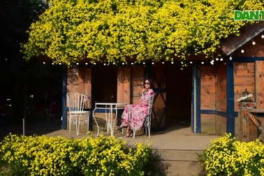 Ngôi nhà cúc chi độc nhất Hà Nội, khách "ùn ùn" đổ về check-in chụp ảnh