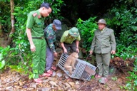 Hai cá thể khỉ quý hiếm được phát hiện trong vườn nhà dân ở Quảng Trị