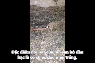 Video cận cảnh một cá thể rắn san hô đầu bạc tại huyện Minh Hóa, Quảng Bình
