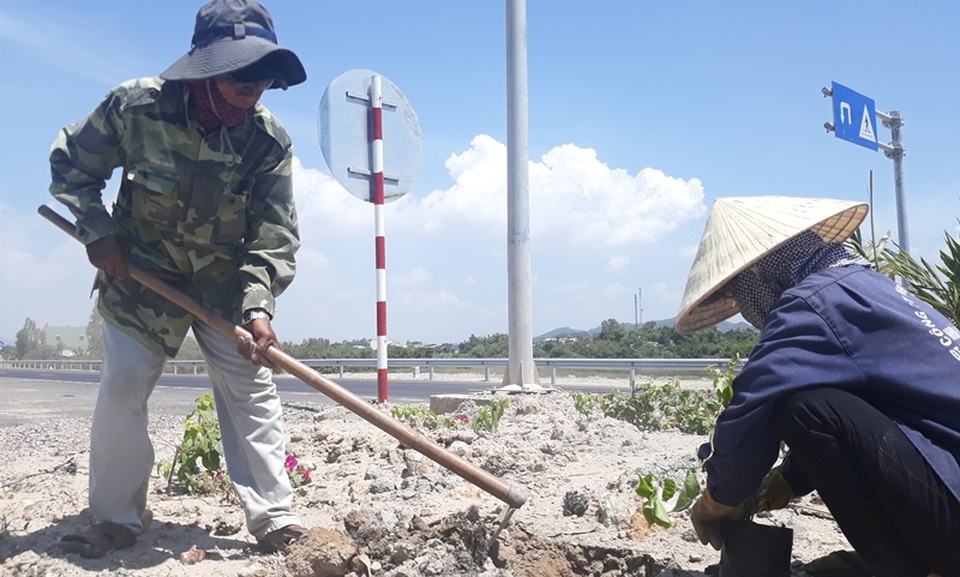 Hàng nghìn gốc hoa giấy trên quốc lộ 4.400 tỷ bị nhổ trộm - 8 Hàng nghìn gốc hoa giấy trên quốc lộ 4.400 tỷ bị nhổ trộm - 8