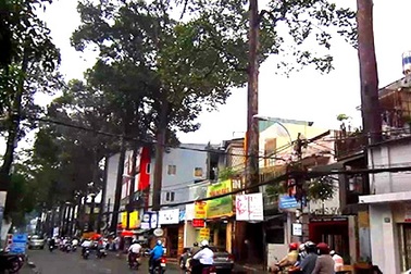 "Công nghệ" bức tử cây xanh