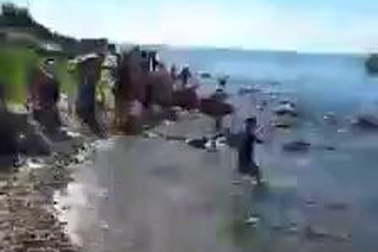 Hàng trăm người đưa xác cá Ông dài 13m, nặng 10 tấn vào bờ