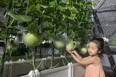 Vợ chồng Đà Nẵng "tậu" nhà lưới trồng rau sạch trên sân thượng