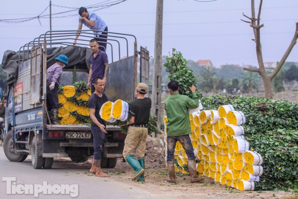 Làng hoa Tây Tựu tất bật chuẩn bị cho Tết - 8 Làng hoa Tây Tựu tất bật chuẩn bị cho Tết - 8