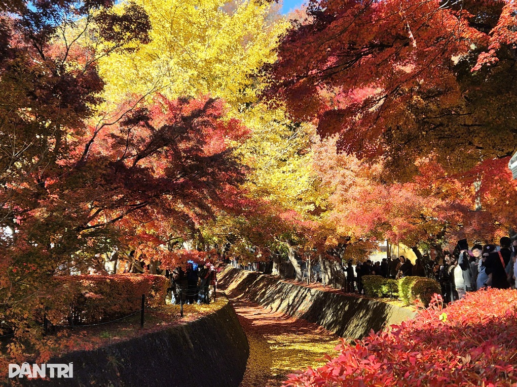 Con đường lá đỏ ở Nhật Bản hút khách săn ảnh núi Phú Sĩ soi bóng - 1